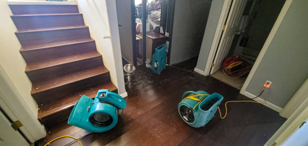 Best Mold removal after water damage  in Silver Springs, NV